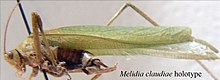 Melidia claudiae (Phaneropterinae) .jpg