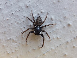 <i>Menemerus guttatus</i> Species of spider