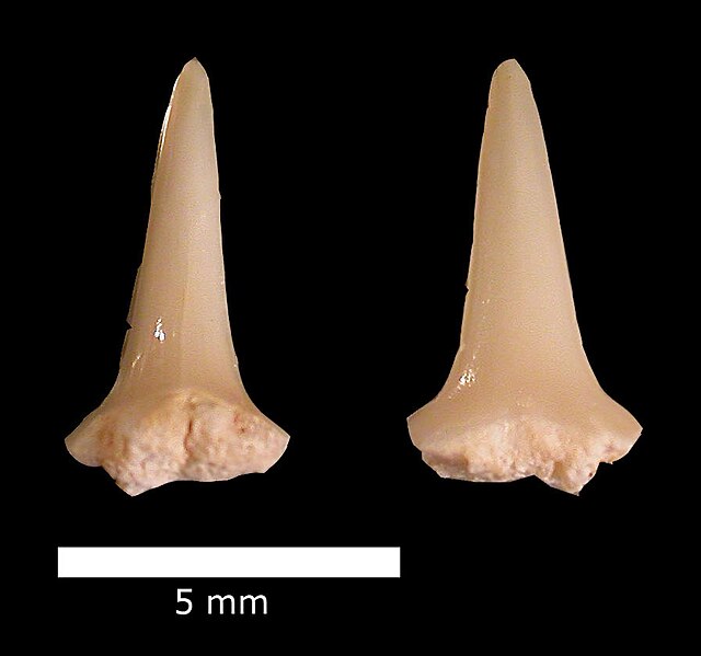 File:MenuhaScapanorhynchusRaphiodon.jpg