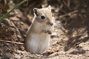 Mongolian Gerbil