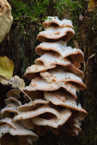 <i>Phlebia tremellosa</i> Species of fungus
