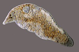 A Mesostoma sp. kb. 2 mm hosszú
