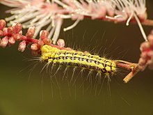 Mesquite Stinger Moth Caterpillar (37635872746) .jpg