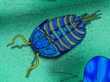 Restoration of the Cambrian trilobite Meteoraspis Meteoraspis cropped.png