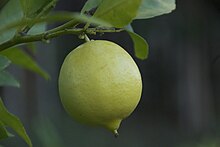 Meyer lemon approaching ripeness Meyer Lemon hanging.jpg