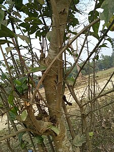 225px-Meyna_Spinosa_tree%27s_thorns.jpg