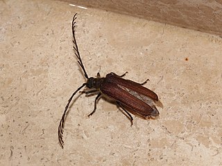 <i>Microplophorus</i> Genus of beetles