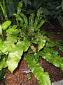 Microsorum musifolium - United States Botanic Garden - DSC09621.JPG