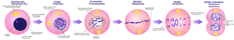 File:Mitosis Stages ku.svg