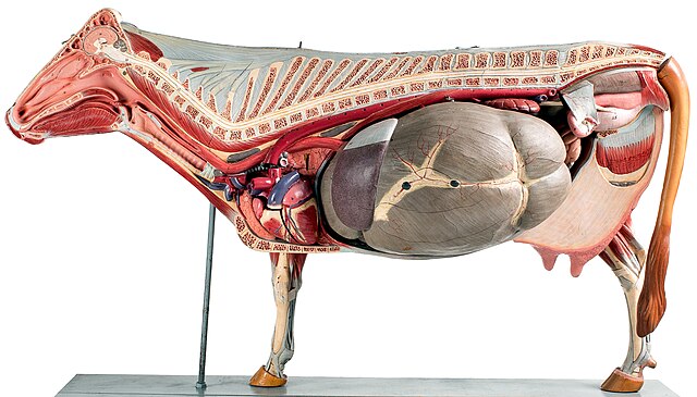 Anatomical model, showing the large 4-chambered stomach