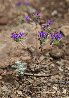 <i>Monardella douglasii</i> species of plant