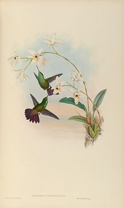 Amazilia viridigaster - Wikipedia, la enciclopedia libre