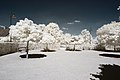 Français : Square de Bohême, Montagny-lès-Seurre (Côte d'Or, Bourgogne, France) photographié avec un filtre infrarouge 720 nm. Català: Parc de Bohèmia, Montagny-lès-Seurre (Costa d'Or, Borgonya, França) fotografiat amb un filtre infraroig 720 nm. Español: Parque de Bohemia, Montagny-lès-Seurre (Côte d'Or, Borgoña, Francia) fotografiado con un filtro infrarrojo 720 nm.