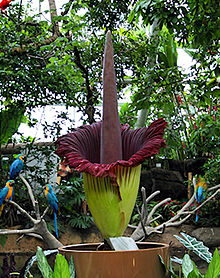 Fiore cadavere di Moody Gardens.jpg