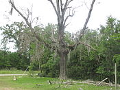 Moss-laden tree at Bell's Camp Moss on tree, Creston, LA IMG 7294.JPG