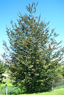 <i>Nothofagus solandri</i> var. <i>cliffortioides</i> variety of plants