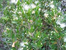 ordinara mirto (Myrtus communis)