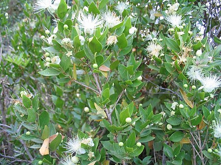 Myrtus