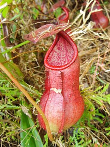 A rosette pitcher N. bokorensis rosette pitcher.jpg