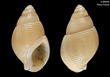 Nassarius turulosus (MNHN-IM-2000-6648).jpeg