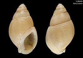 Nassarius turulosus