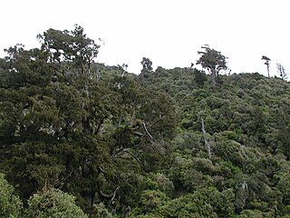 <span class="mw-page-title-main">Pākuratahi Forest</span>