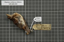 Naturalis биоалуантүрлілік орталығы - RMNH.AVES.135495 1 - Rhipidura rufidorsa rufidorsa Meyer, 1874 - Monarchidae - құстың терісі numimen.jpeg