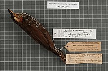 Центр биоразнообразия Naturalis - RMNH.AVES.147341 1 - Napothera marmorata marmorata (Ramsay, 1836) - Timaliidae - образец кожи птицы.jpeg