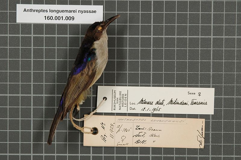 File:Naturalis Biodiversity Center - RMNH.AVES.36715 1 - Anthreptes longuemarei nyassae Neumann, 1906 - Nectariniidae - bird skin specimen.jpeg