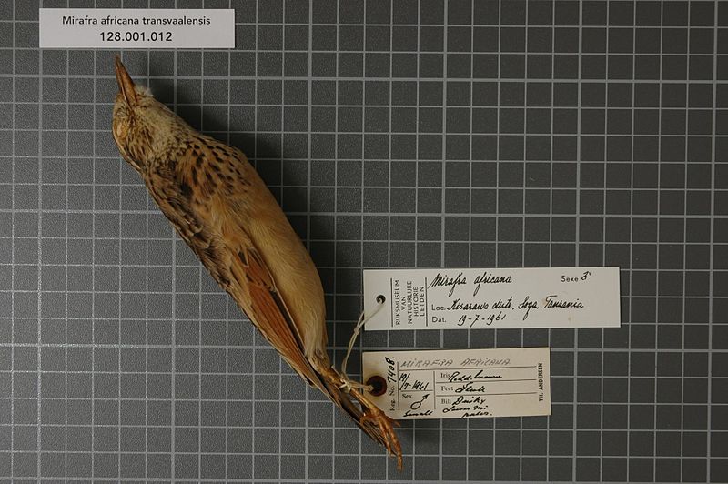 File:Naturalis Biodiversity Center - RMNH.AVES.37490 1 - Mirafra africana transvaalensis Hartert, 1900 - Alaudidae - bird skin specimen.jpeg