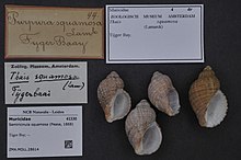 Naturalis Biodiversity Center - ZMA.MOLL.28614 - Semiricinula squamosa (Pease, 1868) - Muricidae - Mollusc shell.jpeg