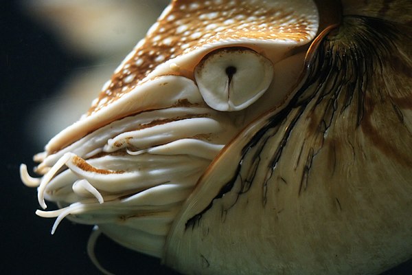 The primitive nautilus eye functions similarly to a pinhole camera.