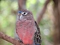 Neopsephotus bourkii -Flying High Bird Habitat -Australia-8a.jpg