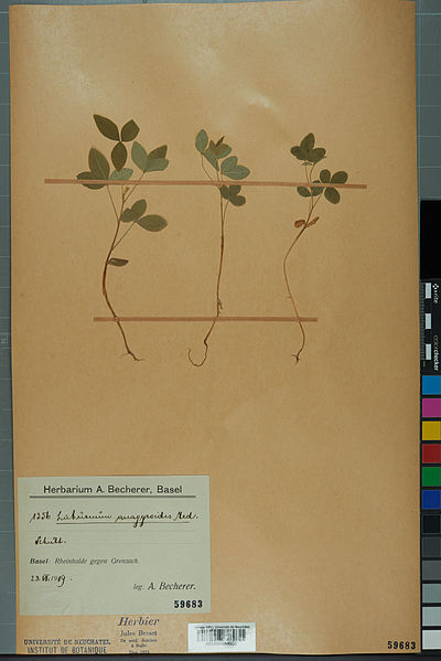 File:Neuchâtel Herbarium - Laburnum anagyroides - NEU000054058.jpg