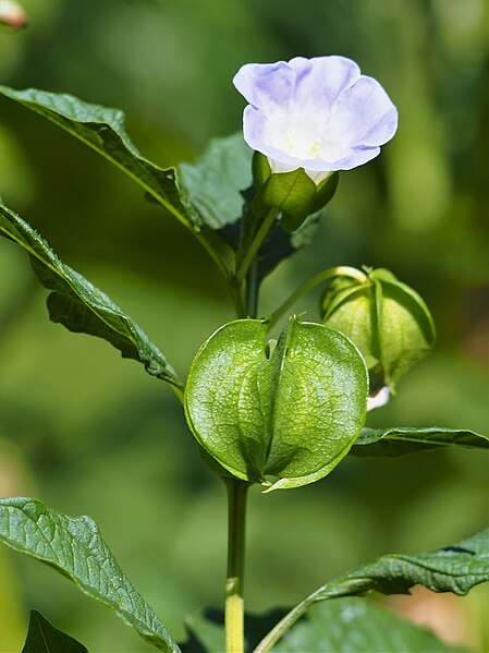 File:Nicandra physalodes Nikandra miechunkowa 2020-07-31 02.jpg