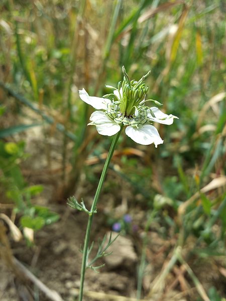 File:Nigella arvensis sl9.jpg