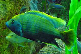 Nimbochromis venustus