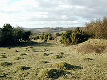 Looking north-west, towards the village of Newton Valence. Junipers thrive on the reserve. Noar Hill 02.jpg