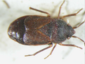 Noteolethaeus armstrongi, Australie, spécimen du NHMUK, espèce coléoptéroïde.