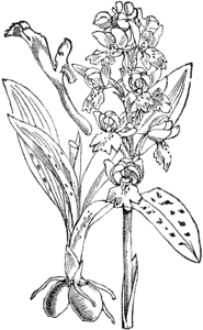 plate 455 Orchis mascula