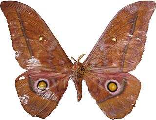 <i>Nudaurelia xanthomma</i> Species of moth