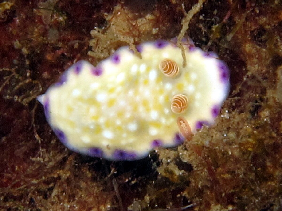 Голожаберные моллюски белого моря. Chromodoris bimaensis. Goniobranchus kuniei. Chromodorididae.