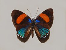 Nymphalidae - Callicore hydaspes.JPG