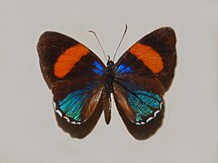 Description de l'image Nymphalidae - Callicore hydaspes.JPG.