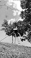Obiranje češpelj z lestvami za obdevanje ostrvi v Svatnah 1953.jpg