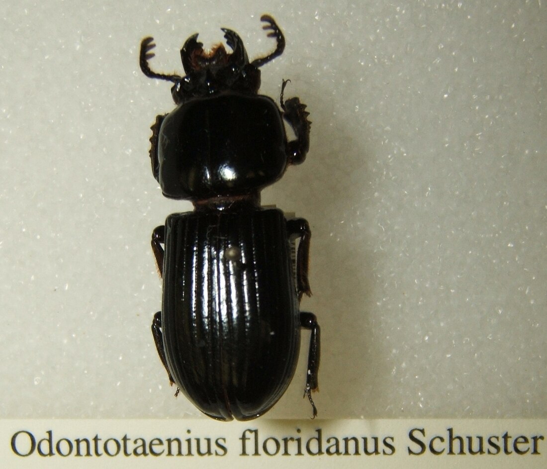 Odontotaenius floridanus