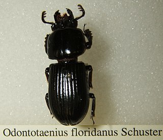 <i>Odontotaenius floridanus</i> Species of beetle