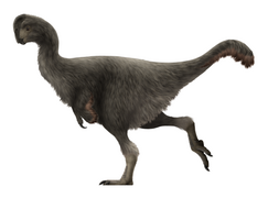 Life restoration of Oksoko