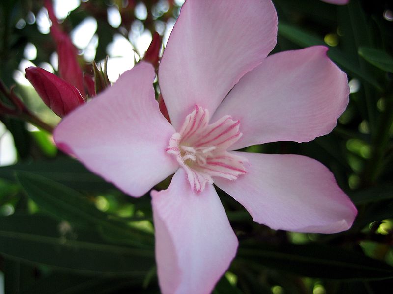 File:Oleander Blüte einfach.jpg