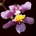 Oncidium sotoanum